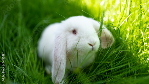 white rabbit on the green grass background