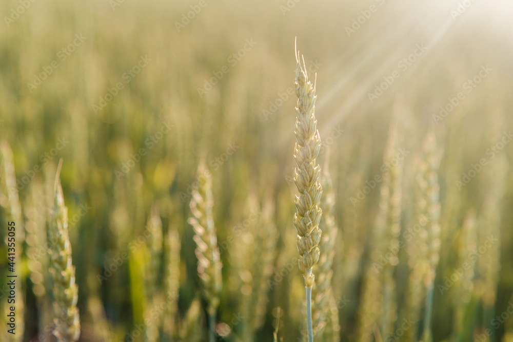Wheat spikes close-up in the wheat field, agricultural field in the early summer, cereal crop cultivation and farming Wheat spikes close-up in the wheat field, agricultural field in the early summer, cereal crop cultivation and farming