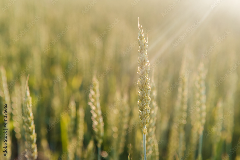 Wheat spikes close-up in the wheat field, agricultural field in the early summer, cereal crop cultivation and farming