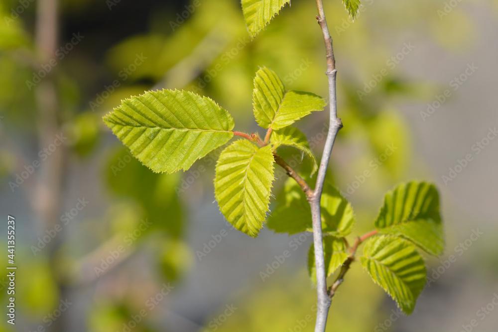 Oriental hornbeam Oriental hornbeam