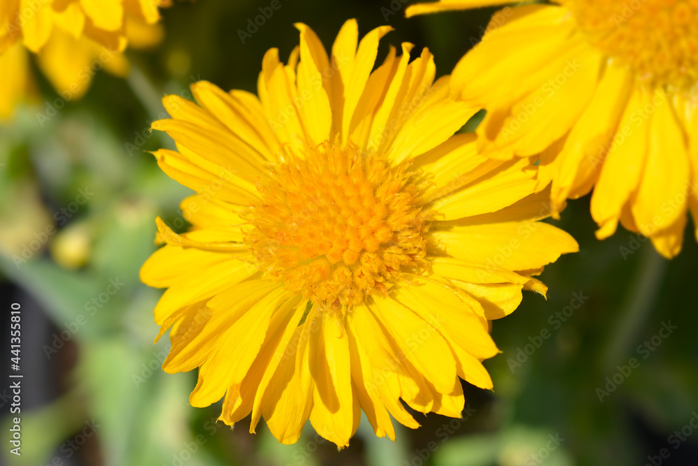 Blanket flower Blanket flower