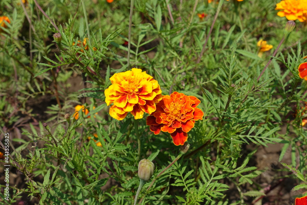 Fresh green leaves and yellow and red flower heads of Tagetes patula in July