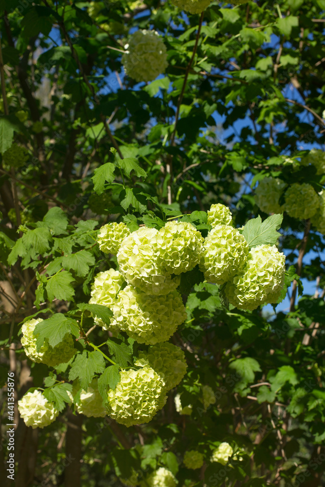Blooming green hydrangea bush in the English garden of the Royal Palace of Caserta Italy