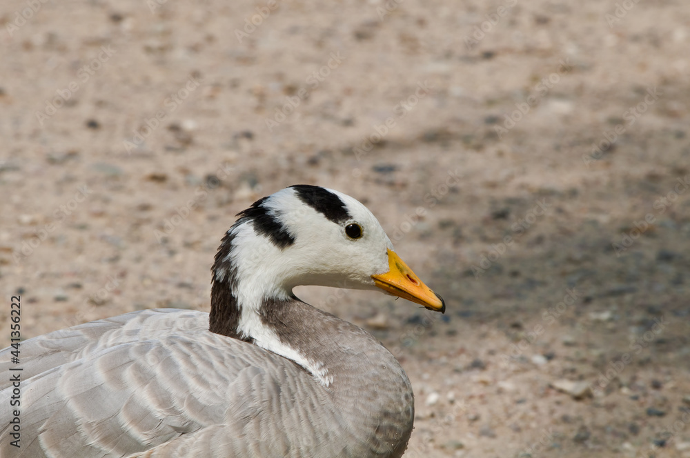 Feral Bar-headed Goose (Anser indicus) in park, Keil, Schleswig-Holstein, Germany Feral Bar-headed Goose (Anser indicus) in park, Keil, Schleswig-Holstein, Germany