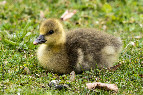 Beautiful yellow fluffy greylag goose baby gosling in spring, Anser anser