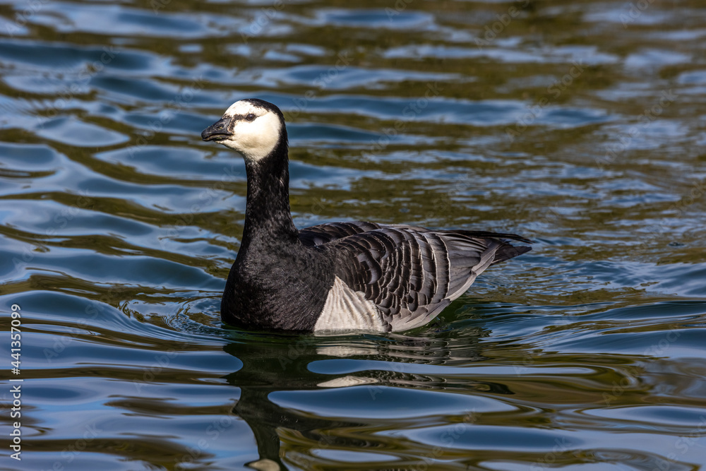 Barnacle goose, Branta leucopsis at a lake near Munich in Germany. Barnacle goose, Branta leucopsis at a lake near Munich in Germany.