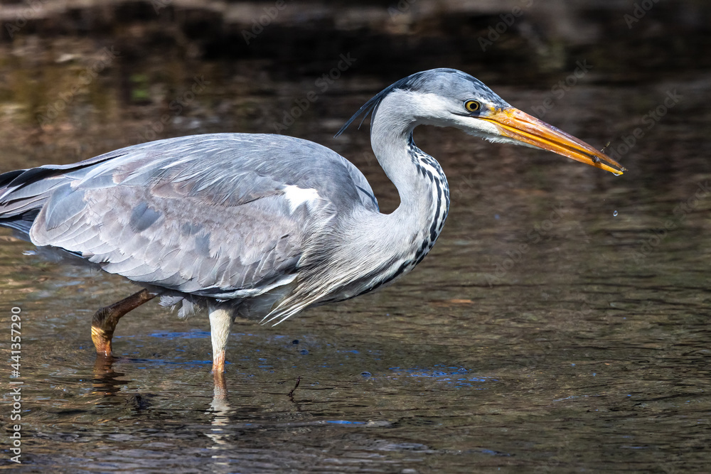 Obraz premium While fishing in the moving water a grey heron, Ardea cinerea successfully caught a fish.