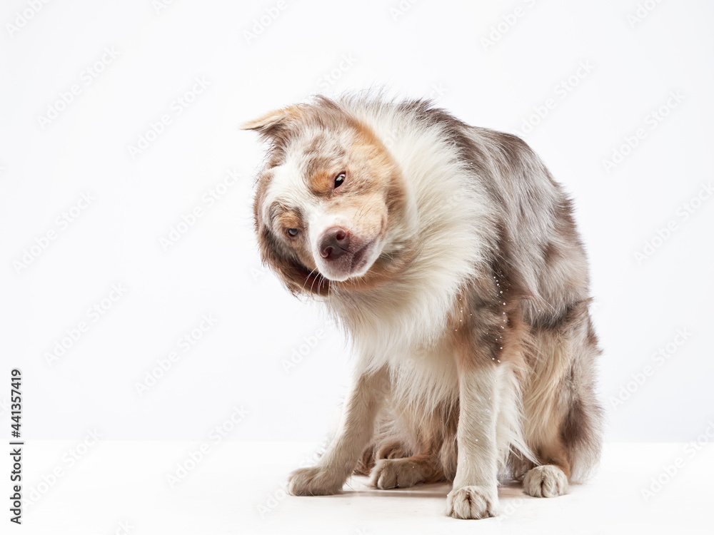 Obraz premium the dog shakes off. Happy Border Collie with funny muzzle. Pet on bright background
