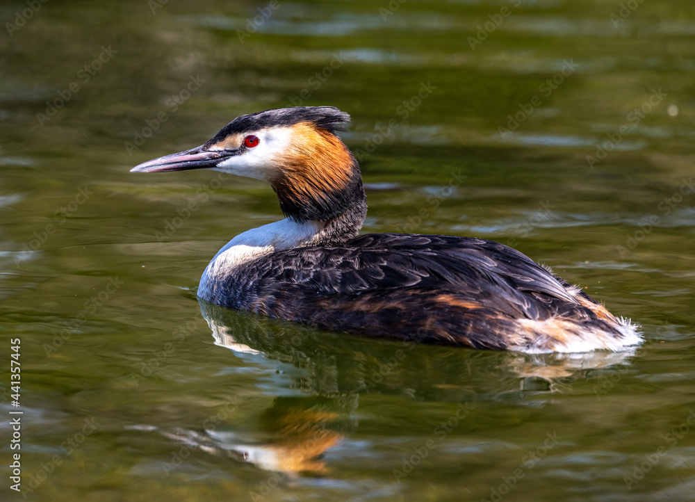 Great Crested Grebe, Podiceps cristatus with beautiful orange colors, a water bird with red eyes. Great Crested Grebe, Podiceps cristatus with beautiful orange colors, a water bird with red eyes.