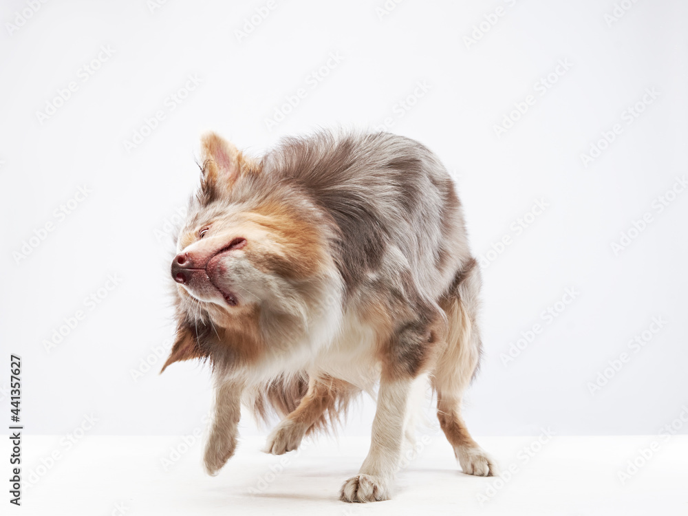 the dog shakes off. Happy Border Collie with funny muzzle. Pet on bright background the dog shakes off. Happy Border Collie with funny muzzle. Pet on bright background