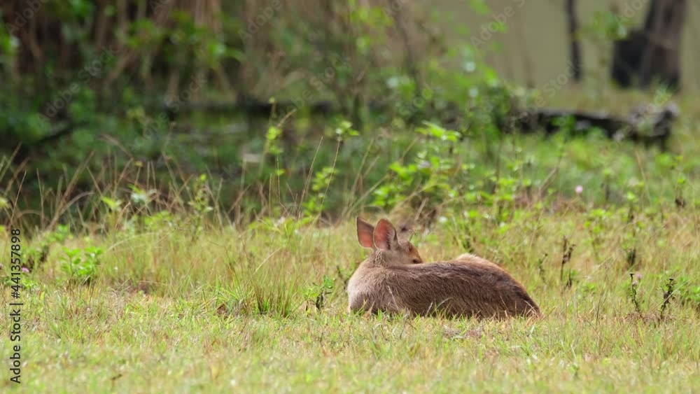 Indian Hog Deer, Hyelaphus porcinus, Thailand; resting on the ground while grooming itself on its right side then faces to the left of the frame during a lovely morning after the rain. Indian Hog Deer, Hyelaphus porcinus, Thailand; resting on the ground while grooming itself on its right side then faces to the left of the frame during a lovely morning after the rain.
