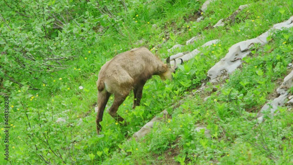 A chamois is eating grass off a steep hillside A chamois is eating grass off a steep hillside