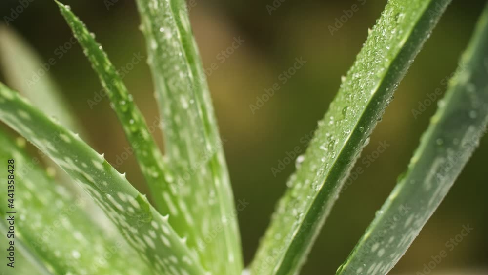 aloe vera home plant aloe vera home plant