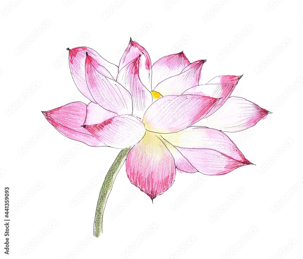 Lotus flower. Watercolor hand painting Illustration, isolated white background
