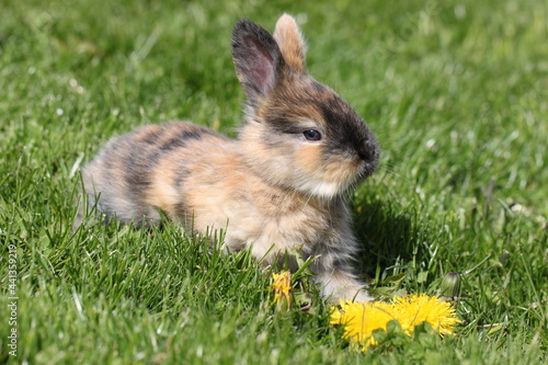 little brown rabbit sitting on green grass with yellow flowers, cute bunny