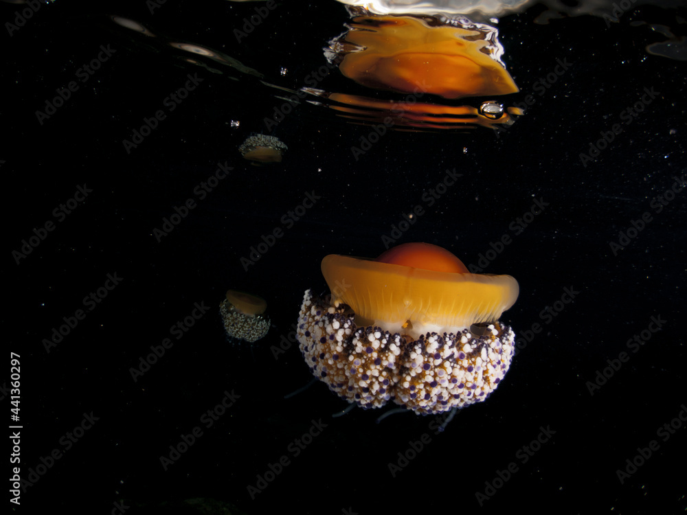 Mediterranean Fried Egg Jellyfish - Cotylorhiza tuberculata Mediterranean Fried Egg Jellyfish - Cotylorhiza tuberculata
