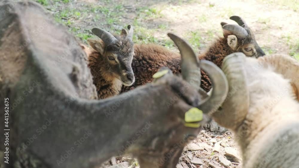 Goats, farm animals on sunny day. Farm animals family friendly animal park. Goats, farm animals on sunny day. Farm animals family friendly animal park.