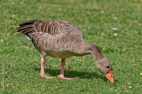 Greylag Goose (Anser anser) in park, Germany