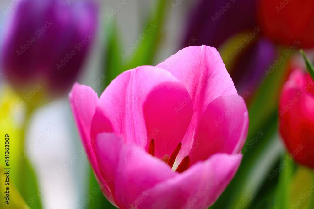 A bouquet of fresh fragrant blooming tulips. Congratulations on a holiday or birthday. A bouquet of fresh fragrant blooming tulips. Congratulations on a holiday or birthday.
