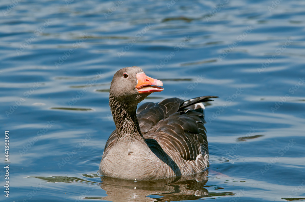 Fototapeta premium Greylag Goose (Anser anser) in park, Germany