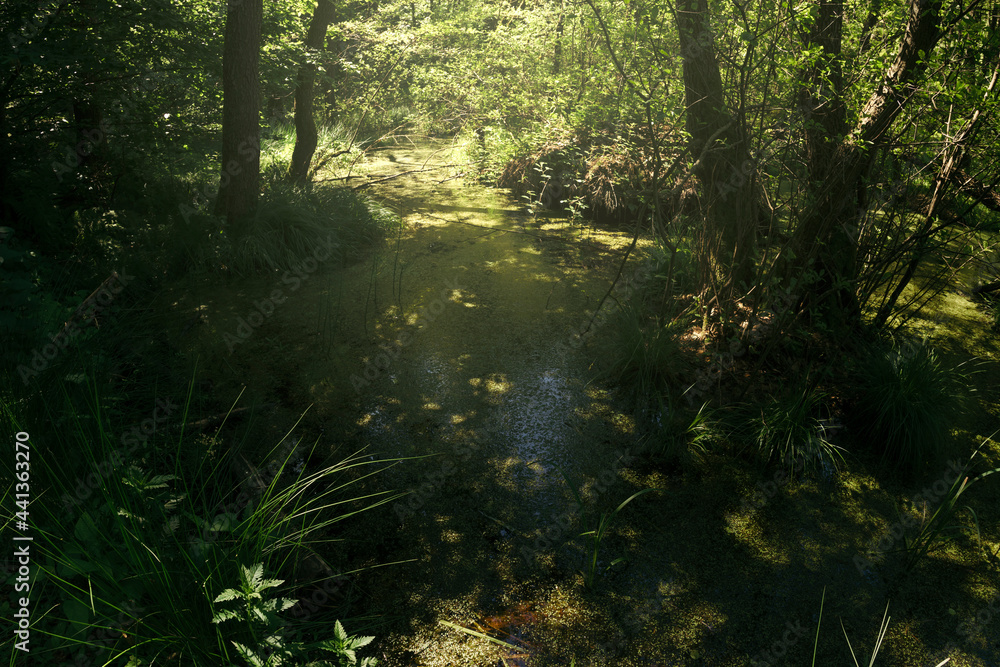 Fototapeta premium lush vegetation in swamp, green landscape