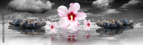 Photography Hibiscus and colorful marble stones reflective on water