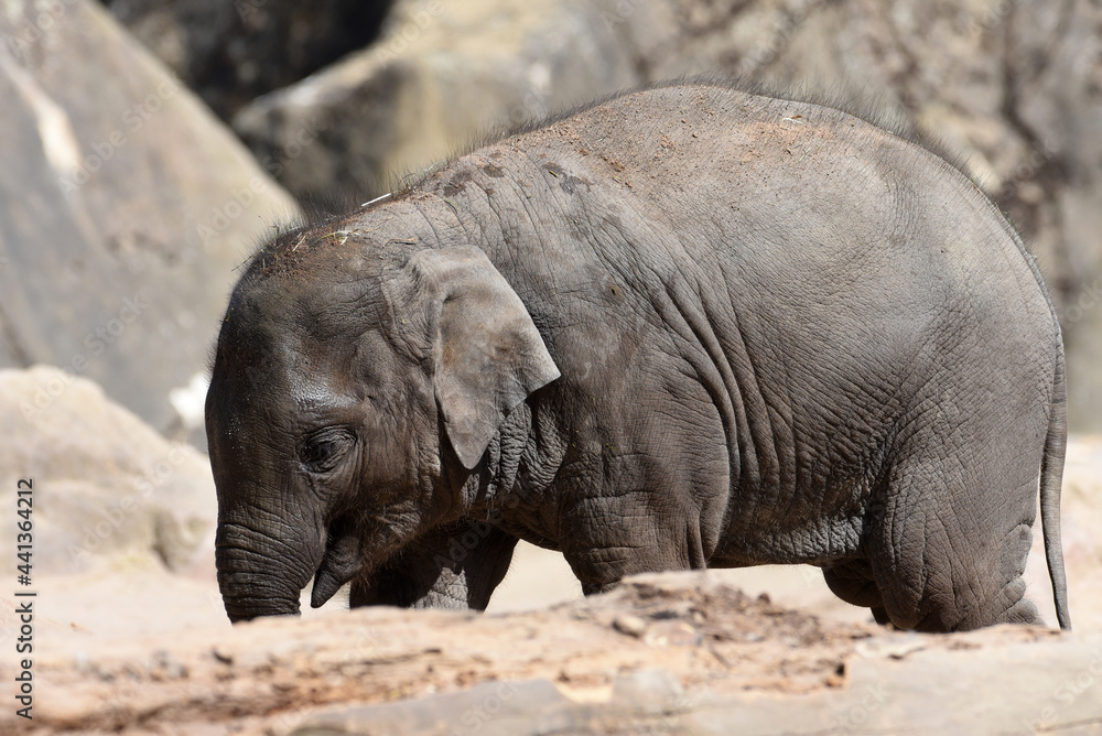 Fototapeta premium Nahaufnahme von Elefanten, Details