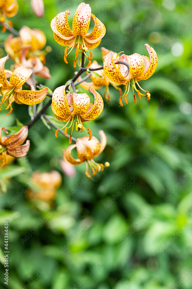 Summer flower lily, nature background. Close-up of orange Lilium longiflorum flowers. Floral concept, selective soft focus, copy space. Summer flower lily, nature background. Close-up of orange Lilium longiflorum flowers. Floral concept, selective soft focus, copy space.