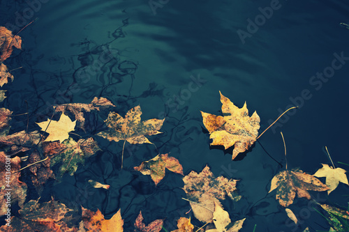 autumn leaves on the water