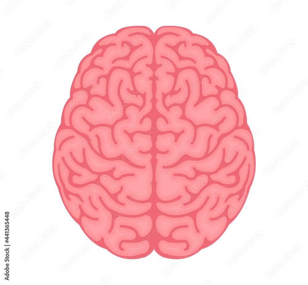 Vector illustration of human brain ( View from above ) Vector illustration of human brain ( View from above )