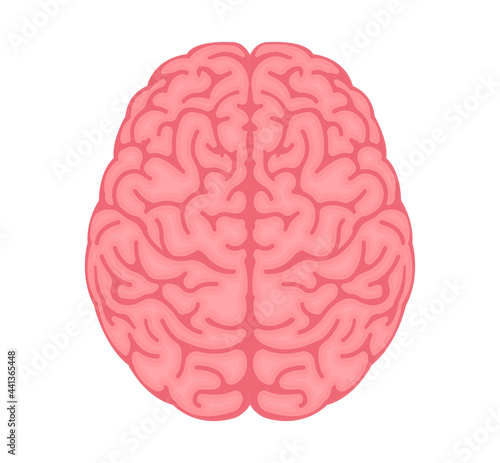 Vector illustration of human brain ( View from above )