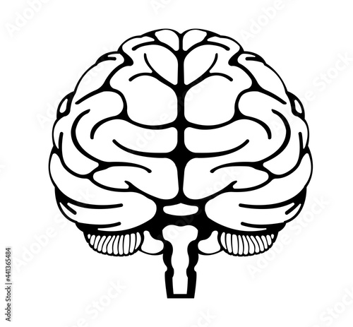 Vector illustration of human brain ( front view)