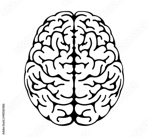 Vector illustration of human brain ( View from above )