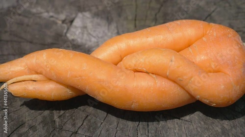 Figured carrots on the old stump. A deformed vegetable.