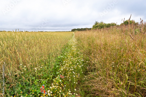 A ripening field, with small daisies and butterflies in the grass, under a cloudy sky