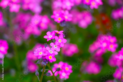 Beautiful blooming pink perennial flowers in the garden.