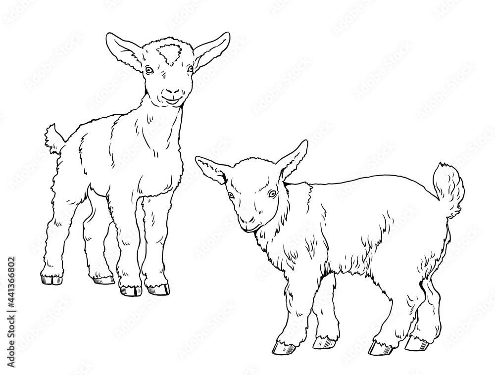 Goatling. Coloring page with domestic animals. Digital drawing with goat. Template for children to paint.