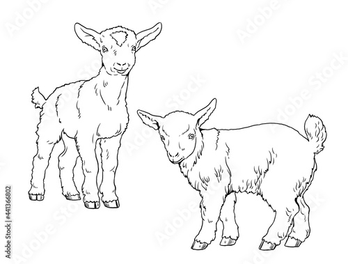 Goatling. Coloring page with domestic animals. Digital drawing with goat. Template for children to paint.