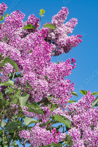 Common Lilac  Syringa vulgaris  in park  Central Russia