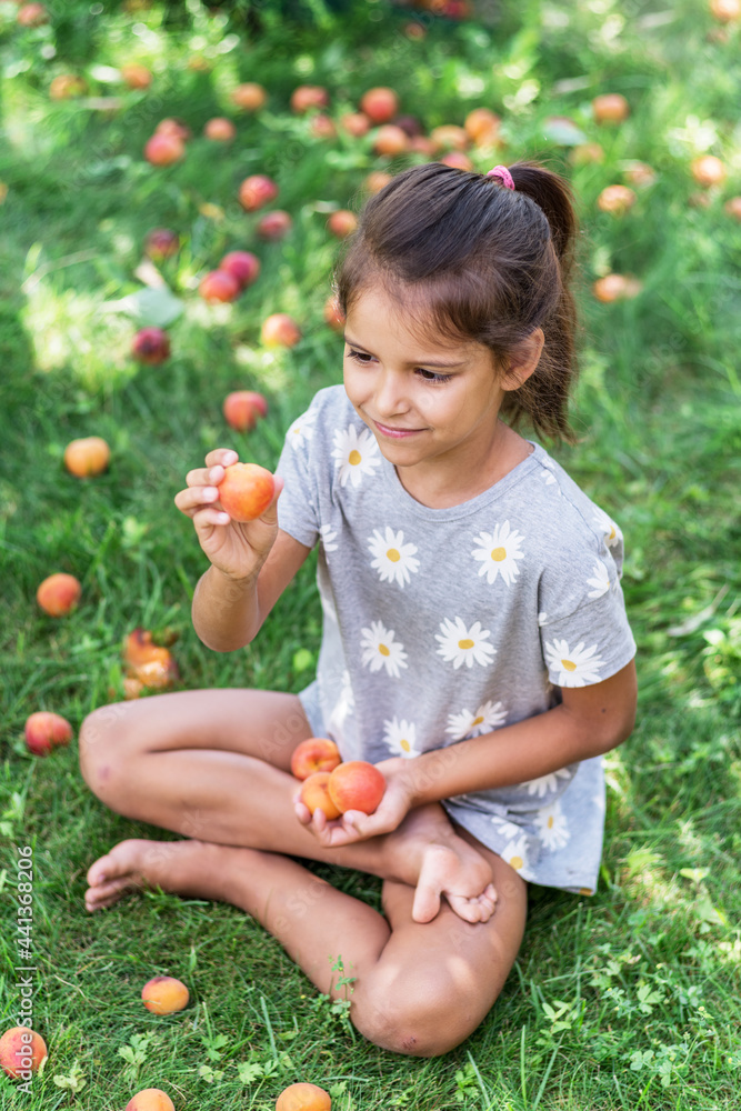 Girl is holding ripe apricots under the apricot tree.