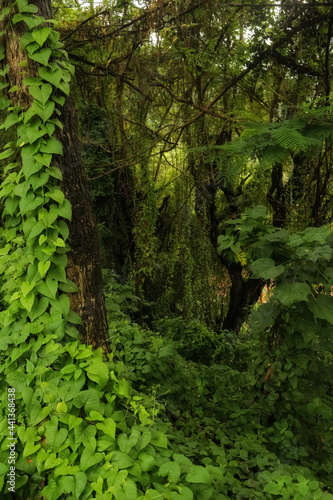 lush green forest