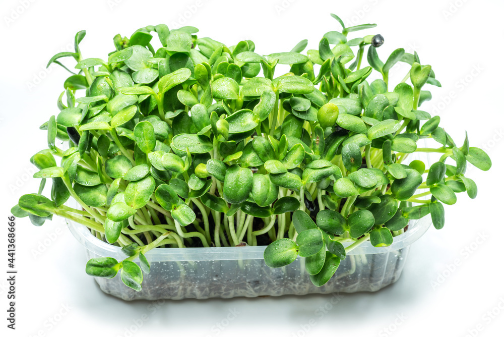 Sprouted seeds of sunflower. Isolated on white background. Microgreens as a health benefit. Sprouted seeds of sunflower. Isolated on white background. Microgreens as a health benefit.