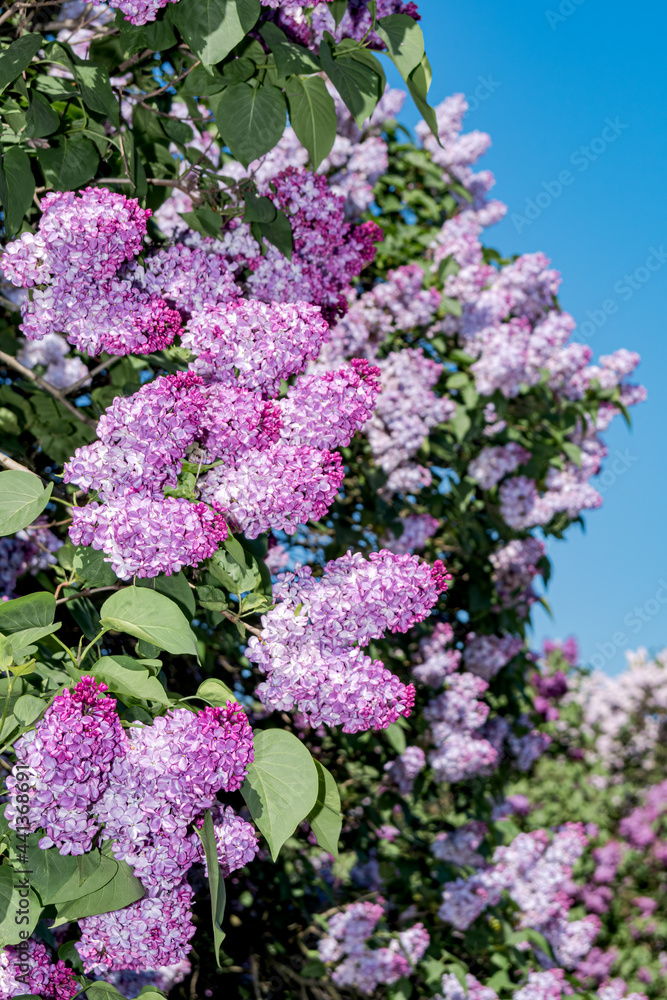Common Lilac (Syringa vulgaris) in park, Central Russia Common Lilac (Syringa vulgaris) in park, Central Russia