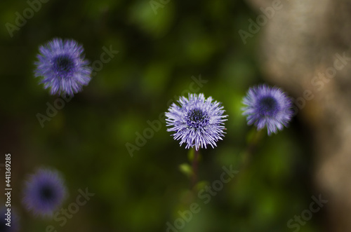 four blue and purple flowers similar to the explosion of a firework