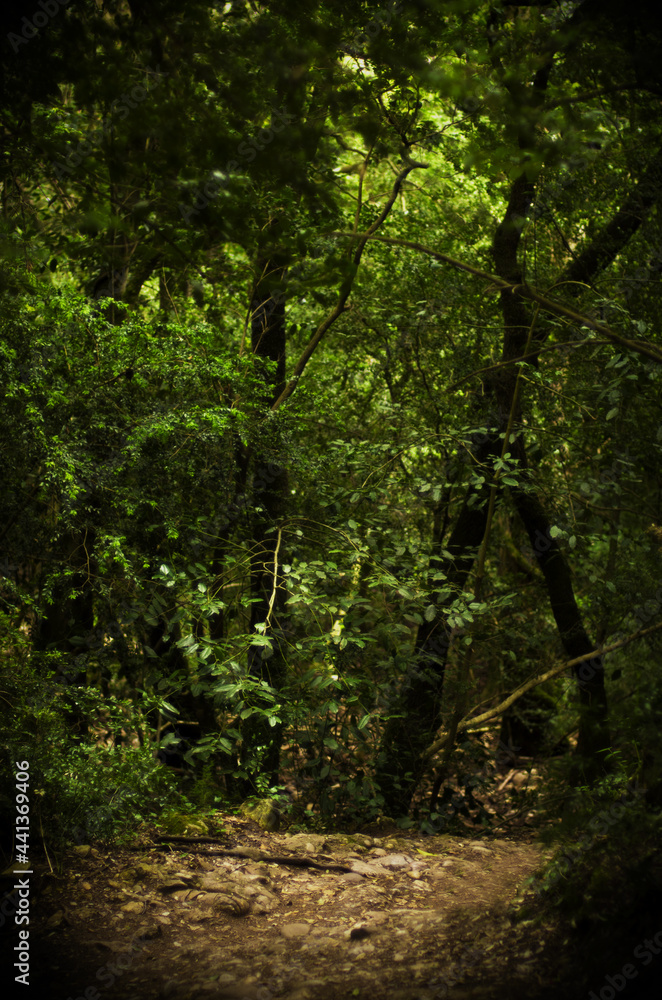 empty path surrounded by green trees in the forest with space to paste empty path surrounded by green trees in the forest with space to paste