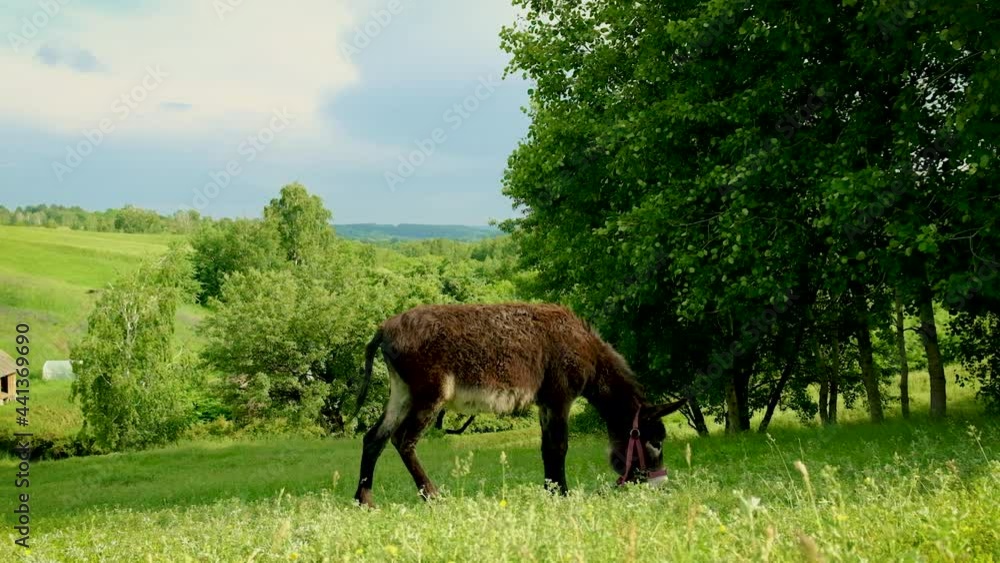 The donkey grazes in the meadow. Selective focus. The donkey grazes in the meadow. Selective focus.
