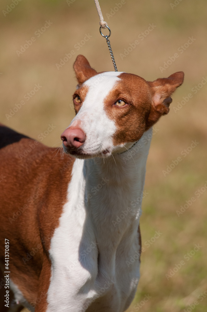 Ibizan Hound in show ring at dog show Ibizan Hound in show ring at dog show