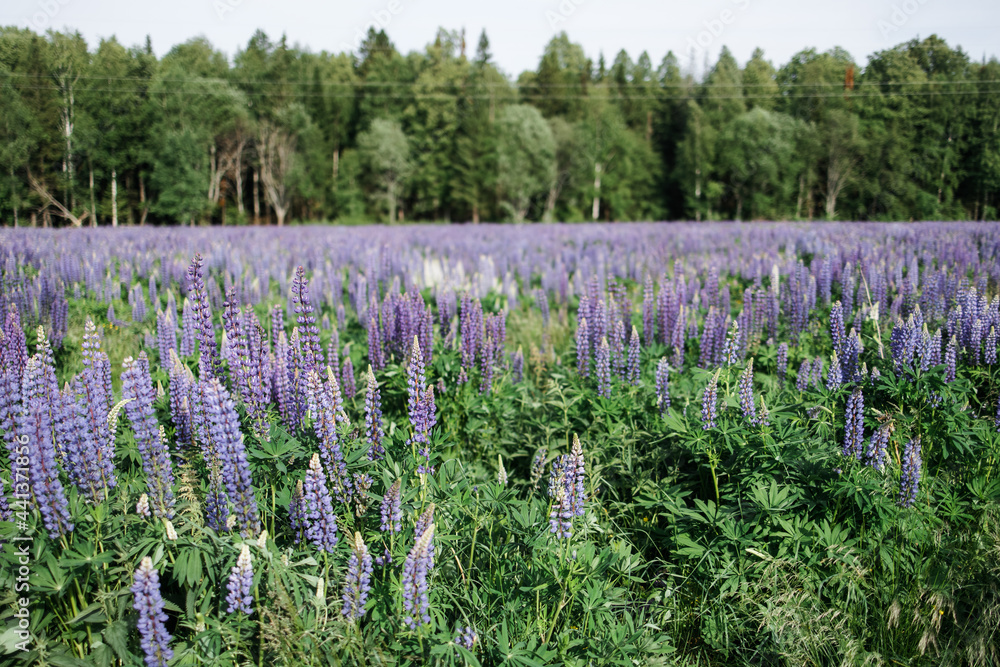 sunset on a field covered with flowering lupines in spring or at the beginning of the summer season. Field of lupins. Colorful purple and white lupines. Beautiful sunset. Lupin is in full bloom. A bun sunset on a field covered with flowering lupines in spring or at the beginning of the summer season. Field of lupins. Colorful purple and white lupines. Beautiful sunset. Lupin is in full bloom. A bun