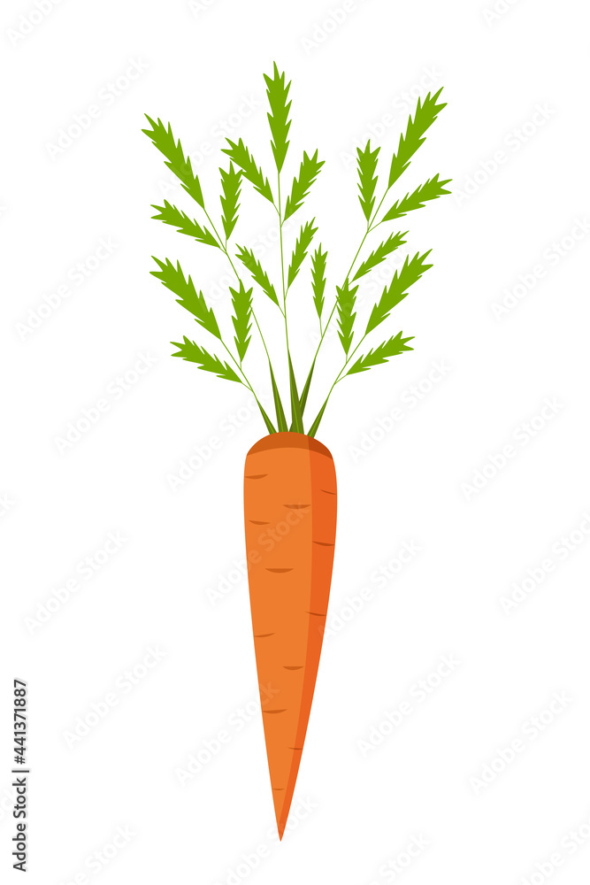 Fresh carrots with green leaf tops. Vector illustration of a root crop isolated on white. Fresh carrots with green leaf tops. Vector illustration of a root crop isolated on white.