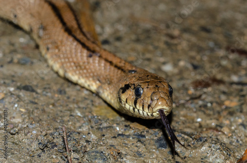 Ladder snake close-up with tongue photo